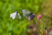 Black-veined white butterfly (Aporia crataegi) male approaching female, Parikkala, Etela-Karjala / South Karelia, Etela-Suomi / South Finland, Finland. June