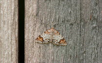 Blomer's rivulet moth (Venusia blomeri) resting on wood, Parikkala, Etela-Karjala / South Karelia, Etela-Suomi / South Finland, Finland. June