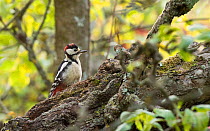 Great spotted woodpecker (Dendrocopos major) juvenile, Uto, Korppoo, Parainen / Lansi-Turunmaa, Lounais-Suomi, Varsinais-Suomi / Southwestern Finland, Finland. February