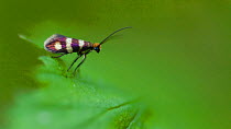 Moth (Micropterix aureatella) Vartsila, Tohmajarvi, Pohjois-Karjala / North Karelia, Ita-Suomi / Eastern Finland, Finland. June