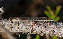 Siberian winter damselfly (Sympecma paedisca) resting on branch, Hanko, Uusimaa, Etela-Suomi / South Finland, Finland. February