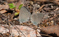 Small blue butterfly (Cupido minimus) pair mating, Heinola, Paijat-Hame / Lahti, Etela-Suomi / South Finland, Finland. May