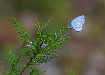 Holly blue butterfly (Celastrina argiolus) female (second generation) laying eggs on heather,  Leivonmaki National Park, Leivonmaki, Joutsa, Keski-Suomi, Lansi- ja Sisa-Suomi / Central and Western Fin...