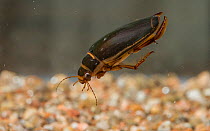 Great diving beetle (Dytiscus marginalis) diving in aquarium, Kumlinge, Ahvenanmaa / Aland Islands Archipelago, Finland. November
