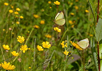 Moorland clouded yellow butterfly (Colias palaeno) male and female, Leivonmaki, Joutsa, Keski-Suomi, Lansi- ja Sisa-Suomi / Central and Western Finland, Finland. June