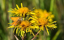 Essex skipper butterfly (Thymelicus lineola) female on Willowleaf yellowhead (Inula salicina) Kumlinge, Ahvenanmaa / Aland Islands Archipelago, Finland. August
