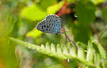 Large blue butterfly (Maculinea arion) Liperi, Pohjois-Karjala / North Karelia, Ita-Suomi / Eastern Finland, Finland. June