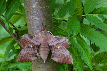 Poplar hawk-moth (Laothoe populi) female having dayrest, Jyvaskya, Keski-Suomi, Lansi- ja Sisa-Suomi / Central and Western Finland, Finland. June