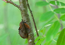 Lappet moth (Gastropacha quercifolia) female, Kitee, Pohjois-Karjala / North Karelia, Ita-Suomi / Eastern Finland, Finland. July