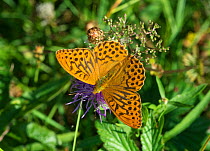 Silver-washed Fritillary butterfly (Argynnis paphia) male, Lemland, Ahvenanmaa / Aland Islands Archipelago, Finland. August