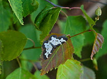Clouded border moth (Lomaspilis marginata) resting on leaf, Hattula, Kanta-Hame / Tavastia Proper, Etela-Suomi / South Finland, Finland. June
