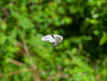 Black-veined white butterfly (Aporia crataegi) male and female flying whilst mating, Korpilahti, Jyvaskya, Keski-Suomi, Lansi- ja Sisa-Suomi / Central and Western Finland, Finland. June