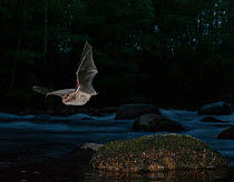 Daubenton's bat (Myotis daubentonii) flying over small river, Muurame, Keski-Suomi, Lansi- ja Sisa-Suomi / Central and Western Finland, Finland. June
