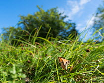 Meadow brown butterfly (Maniola jurtina) female in flight, Lemland, Ahvenanmaa / Aland Islands Archipelago, Finland. August