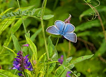 Amanda's blue butterfly (Polyommatus amandus) male, Parikkala, Etela-Karjala / South Karelia, Etela-Suomi / South Finland, Finland. June
