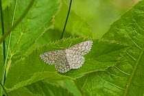 Lewes wave moth (Scopula immorata) Parikkala, Etela-Karjala / South Karelia, Etela-Suomi / South Finland, Finland. June