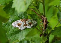 Clouded magpie moth (Calospilos / Abraxas sylvatus) Parikkala, Etela-Karjala / South Karelia, Etela-Suomi / South Finland, Finland. June