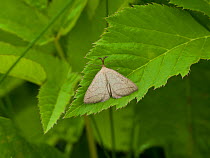 Moth (Polypogon tentacularia) Parikkala, Etela-Karjala / South Karelia, Etela-Suomi / South Finland, Finland. June