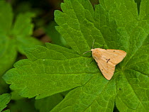Buff ermine moth (Spilarctia luteum) Parikkala, Etela-Karjala / South Karelia, Etela-Suomi / South Finland, Finland. June