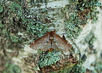 Scarce prominent moth (Odontosia carmelita) Lemland, Ahvenanmaa / Aland Islands Archipelago, Finland. June