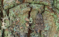 Conformist moth (Lithophane furcifera) Lemland, Ahvenanmaa / Aland Islands Archipelago, Finland. April