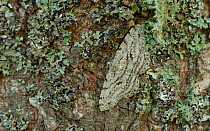 Great oak beauty moth (Hypomecis roboraria) Lemland, Ahvenanmaa / Aland Islands Archipelago, Finland. July