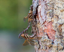 Brown hawker dragonfly (Aeshna grandis) pair mating, Jyvaskya, Keski-Suomi, Lansi- ja Sisa-Suomi / Central and Western Finland, Finland. August