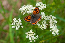 Small copper butterfly (Lycaena phlaeas) Parikkala, Etela-Karjala / South Karelia, Etela-Suomi / South Finland, Finland. June