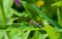 Scorpionfly (Panorpidae) Korpilahti, Jyvaskya, Keski-Suomi, Lansi- ja Sisa-Suomi / Central and Western Finland, Finland. June