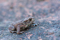 European toad (Bufo bufo)  Lemland, Ahvenanmaa / Aland Islands Archipelago, Finland. September