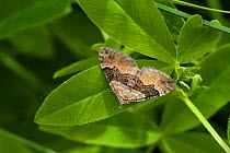 Large Twin-spot Carpet moth (Xanthorhoe quadrifasiata) Parikkala, Etela-Karjala / South Karelia, Etela-Suomi / South Finland, Finland. June