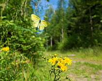 Common brimstone butterfly (Gonepteryx rhamni) male in flight, Korpilahti, Jyvaskya, Keski-Suomi, Lansi- ja Sisa-Suomi / Central and Western Finland, Finland. July