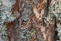 Moth (Odontosia sieversi) male, Puumala, Etela-Savo / Southern Savonia, Ita-Suomi / Eastern Finland, Finland. April