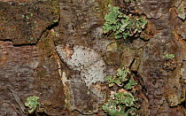 Blomer's Rivulet moth (Venusia blomeri) Jalavamittari, Ita-Uusimaa / Eastern Uusimaa, Etela-Suomi / South Finland, Finland. July