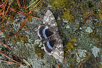 Blue moth (Catocala fraxini) Lemland, Ahvenanmaa / Aland Islands Archipelago, Finland. September
