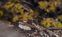 Viviparous lizard (Zootoca vivipara) sunbathing, Puumala, Etela-Savo / Southern Savonia, Ita-Suomi / Eastern Finland, Finland. April