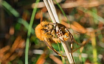 Moths (Lemonia dumi) female laying eggs, Hanko, Uusimaa, Etela-Suomi / South Finland, Finland. October