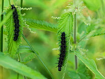Peacock butterfly (Nymphalis io) two caterpillars on nettle leaf, Finland. July