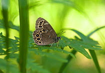 Woodland brown butterfly (Lopinga achine) Hattula, Kanta-Hame / Tavastia Proper, Etela-Suomi / South Finland, Finland. June