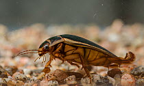 Great diving beetle (Dytiscus marginalis) Photographed in aquarium, Kumlinge, Ahvenanmaa / Aland Islands Archipelago, Finland. November