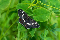 Map butterfly (Araschnia levana) second generation female, Kymenlaakso, Virolahti, Etela-Suomi / South Finland, Finland. July