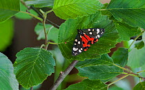 Scarlet tiger moth (Callimorpha dominula) Porvoo, Ita-Uusimaa / Eastern Uusimaa, Etela-Suomi / South Finland, Finland. July