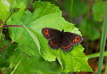 Arran brown butterfly (Erebia ligea) Leivonmaki, Joutsa, Keski-Suomi, Lansi- ja Sisa-Suomi / Central and Western Finland, Finland. July