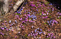 Common hepatica (Hepatica nobilis) with lots of different shades of flowers, Lemland, Ahvenanmaa / Aland Islands Archipelago, Finland. April