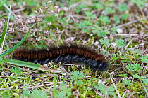 Fox moth (Macrothylacia rubi) caterpillar covered in urticating hairs, Kumlinge, Ahvenanmaa / Aland Islands Archipelago, Finland. September