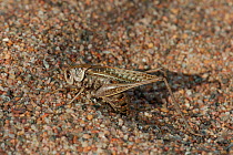 Wart-biter grasshopper (Decticus verrucivorus) female laying eggs, Hanko, Uusimaa, Etela-Suomi / South Finland, Finland. September