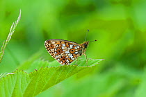 Small pearl-bordered fritillary butterfly (Boloria selene) called the silver-bordered fritillary in North America, Parikkala, Etela-Karjala / South Karelia, Etela-Suomi / South Finland, Finland. June