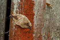 Pebble hook-tip moth (Drepana falcataria) Parikkala, Etela-Karjala / South Karelia, Etela-Suomi / South Finland, Finland. June