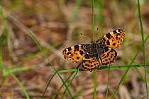 Map butterfly (Araschnia levana) female (first generation) Kymenlaakso, Virolahti, Etela-Suomi / South Finland, Finland. June