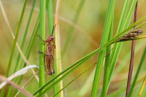 Large marsh grasshopper (Stethophyma grossum) nymph, Hankasuo, Uurainen, Keski-Suomi, Lansi- ja Sisa-Suomi / Central and Western Finland, Finland. July